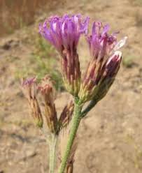 Image result for Vernonia glabra