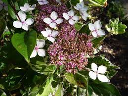 In Northern California It S Hydrangea O Clock Privilege