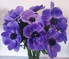 We did not find results for: Fair Trade Floral