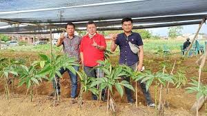 Dengan pola tanam yang baru. Bisnis Porang Di Sumut Kian Menggiurkan Bisa Raup Untung Rp 3 Miliar Dalam Waktu 1 5 Tahun