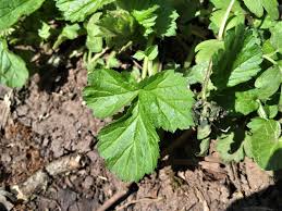 Deadhead wilted blooms regularly to promote continued blooming. Wood Avens Herb Bennet Colewort St Benedicts Herb Geum Urbanum