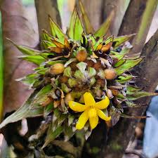 Image result for Curculigo latifolia
