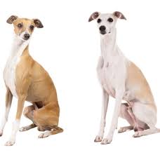 He's affectionate with his family, and loves to snuggle with you and stick close to your side. How To Tell The Difference Italian Greyhound Vs Whippet