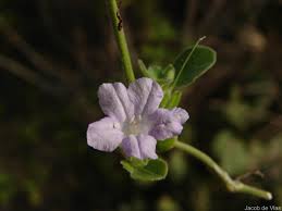 Image result for Ruellia patula