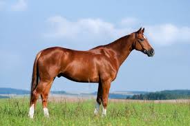 Résultat de recherche d'images pour "image de cheval"
