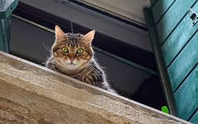 5 Things You Need To Know About Leaving Your Cat Home Alone Cats Cat Care Animals