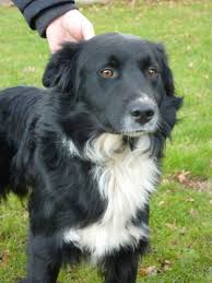 They frequently compete with great success in sheepdog trials and a range of dog sports like dog obedience, disc dog, herding and dog agility. Hamish 2 Year Old Male Border Collie Available For Adoption