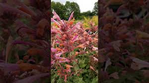 Kudos™ agastache are a game changer. Agastache Kudos Ambrosia Youtube