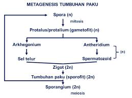 Proses lengkap dari metagenesis paku. Bryophyta H E P A T O P H Y T A A N T H O C E R O P H Y T A Ppt Download
