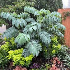 Image result for Melianthus major