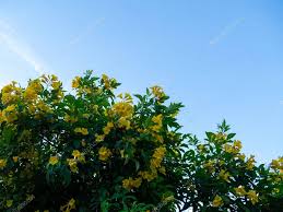 Tecoma stans had a wide natural range, and a few varieties. Tecoma Stans Tree In Garden Blossoms Of Yellow Trumpetbush On Blue Sky Common Name Is Yellow Bell Yellow Elder Trumpet Vine 301863442 Larastock