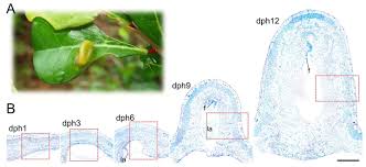 Image result for Gilgiochloa indurata