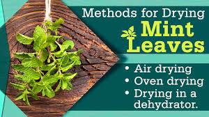 Snip leaves or sprigs as needed. Simple Methods For Drying Mint Leaves To Store Them For Later Use Tastessence