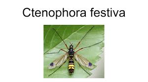 Ctenophora festiva is a true crane fly species in the genus ctenophora. Ctenophora Festiva Youtube