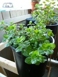 You'll also want to locate your mint plant in an area with an indoor temperature of around 65 to 70 degrees f. How To Care For Mint Plants Mint Plant Care Mint Plants Plants