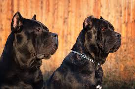 From wikipedia, the free encyclopedia. Cane Corso Ein Liebenswerter Beschutzer