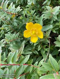 Image result for Hypericum