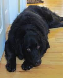 All Black Bernese Mountain Dog Black Bernese Mountain Dog Google Search In 2020 Golden Mountain Dog Bernese Mountain Dog Mix Mountain Dog Breeds
