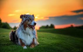 Say hello to these very cuddly and adorable these happy, friendly australian shepherd puppies are very playful! About Us Northwest Minnesota Aussie Rescue