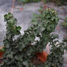 Image result for Hedera