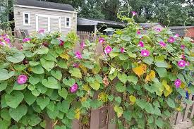 Morning glories bloom from early summer to the first frost of fall. How To Plant And Grow Morning Glory Flowers Gardener S Path