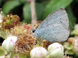 Image result for Celastrina argiolus