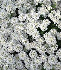 Candytuft Flowers Seeds Tahoe Iberis Sempervirens Excellent Evergreen Plant In 2021 Perennials Evergreen Plants Garden Front Of House