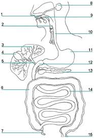 Print Ready Worksheet Picture Of The Organs And Accessory Structures Of The Digestive System The Site Body Systems Worksheets Teaching Biology Body Systems
