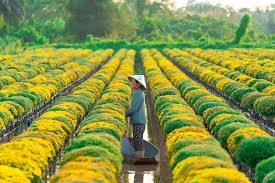 Sen hiện diện khắp nơi, trên ruộng lúa. Yxecz2o Ylxvvm