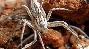 There are spiders that eat tadpoles, spiders that sit in holes waiting for trip wires to be sprung, spiders that shoot their hair out when spooked, spiders that hold their web in their hands. How Spiders Work Howstuffworks
