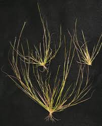 Image result for Sporobolus festivus