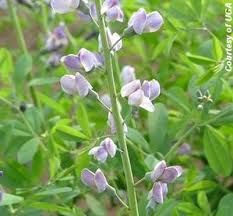 Baptisia 'purple smoke' is a cross of the north american native baptisia minor var. Baptisia Australis Purple Smoke False Blue Indigo Or Wild Indigo From Saunders Brothers Inc