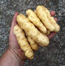 These are waxy potatoes, with good flavour. Potato Ozette Cultivariable