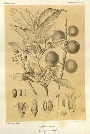 Image result for Vangueria madagascariensis