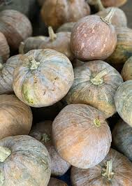 Image result for Cucurbita moschata