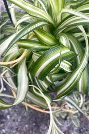 Image result for Chlorophytum anceps