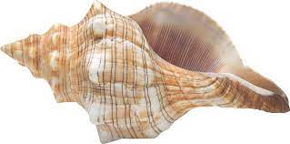 Conch Png Image Sea Shells Black Wallpaper Iphone Dark Conch