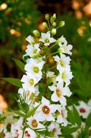 Image result for Pycreus xantholepis