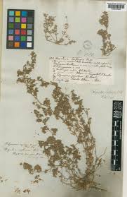 Image result for Polycarpaea prostratum