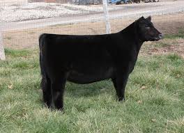 Black Angus Calves For Sale Near Me Holtkamp Cattle Co Angus Heifer From Minnaert Show Cattle Showing Livestock Show Cows