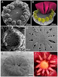 At present, all the flower classification methods based on a single convolutional neural network (cnn) model can hardly extract the features of a flower image as much as possible. Symmetry Free Full Text Patterns Of Diversity Of Floral Symmetry In Angiosperms A Case Study Of The Order Apiales Html