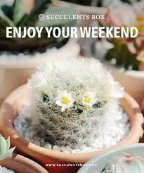 We did not find results for: Succulents Box Enjoy Your Weekend With Our Cutie Succies Milled