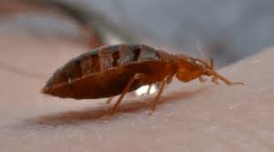 Bed bugs are considered a public health pest, but unlike most pests, bed bugs are not known to carry diseases. Bed Bug Control Kent Ohio Portage Pest Control