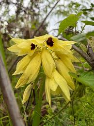 Image result for Orthochilus mechowii