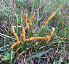 Slime molds are in a class all to themselves and there are over 700 ranges. Slime Mold Looks Ugly In The Garden But Does No Harm Oregon State University