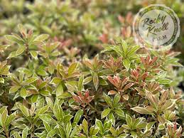 Image result for Pieris japonský little heath obrázek