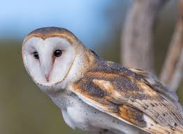 This page is brought to you by the owl at purdue university. Learn To Identify Five Owls By Their Calls Audubon