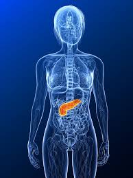 Image result for pancreas location