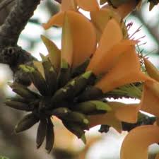 Image result for Erythrina afra
