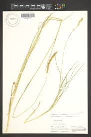 Image result for Setaria kagerensis